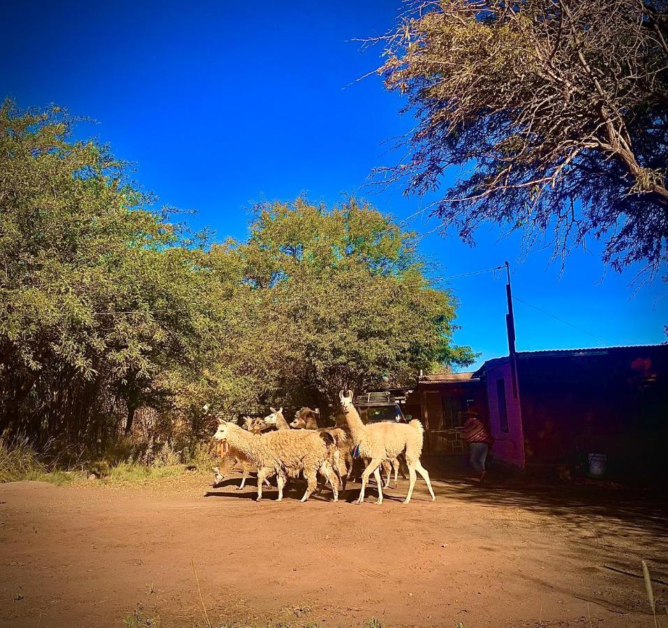 Suri Atacama - Eco H&T Guest House ซานเปโดร เด อาตากามา ภายนอก รูปภาพ